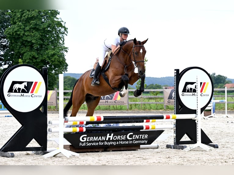 Weitere Warmblüter Wallach 5 Jahre 168 cm Brauner in Zülpich