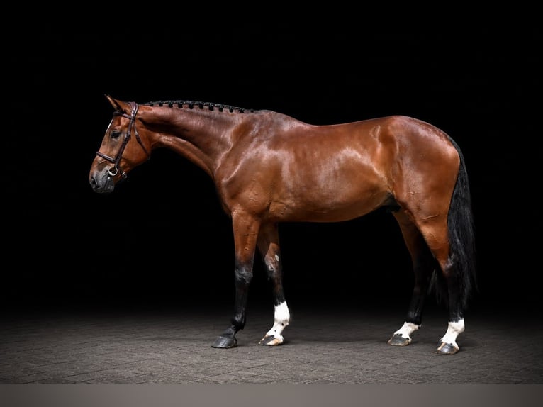 Weitere Warmblüter Wallach 5 Jahre 168 cm Brauner in Zülpich