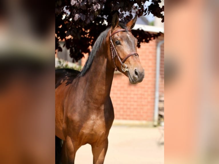 Weitere Warmblüter Wallach 5 Jahre 168 cm Brauner in Willich