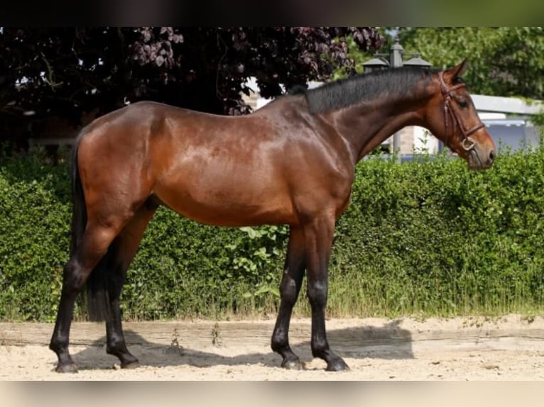 Weitere Warmblüter Wallach 5 Jahre 168 cm Brauner in Willich