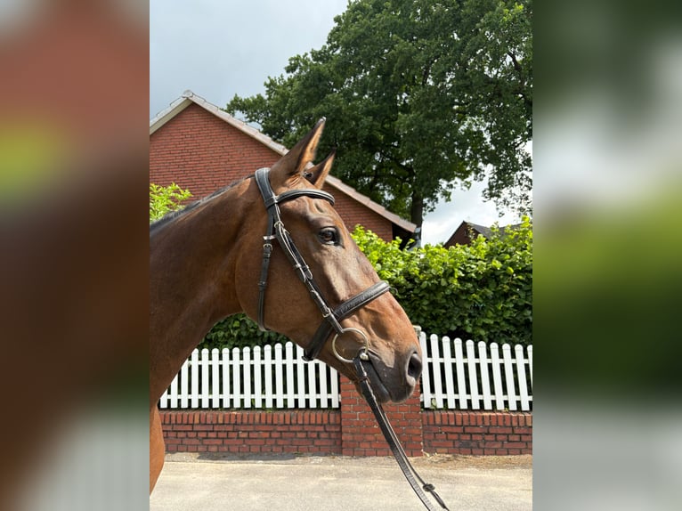 Weitere Warmblüter Wallach 5 Jahre 168 cm Dunkelbrauner in Bad Laer