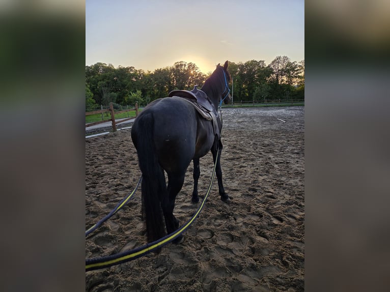 Weitere Warmblüter Mix Wallach 5 Jahre 168 cm Dunkelbrauner in Brüssow