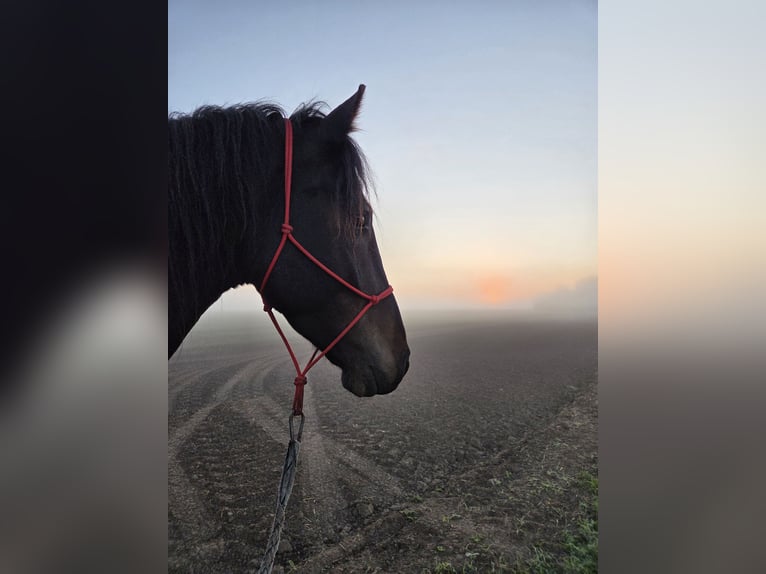 Weitere Warmblüter Mix Wallach 5 Jahre 168 cm Dunkelbrauner in Brüssow