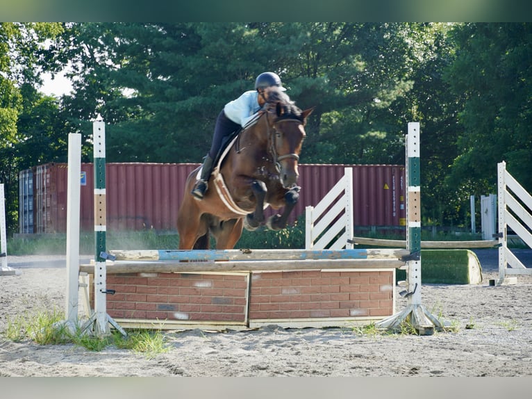 Weitere Warmblüter Wallach 5 Jahre 168 cm Rotbrauner in Tuscarora