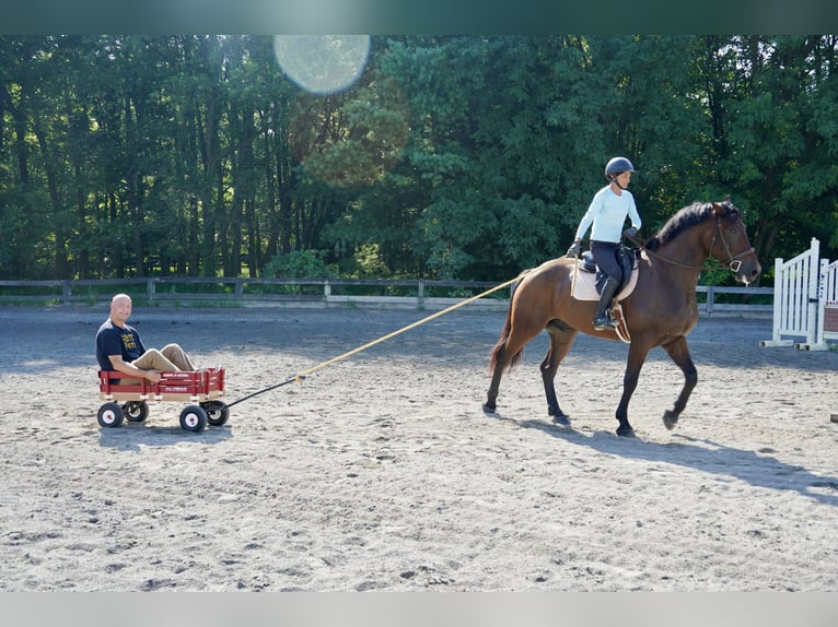 Weitere Warmblüter Wallach 5 Jahre 168 cm Rotbrauner in Tuscarora