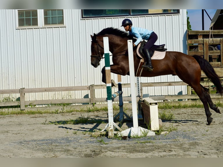 Weitere Warmblüter Wallach 5 Jahre 168 cm Rotbrauner in Tuscarora