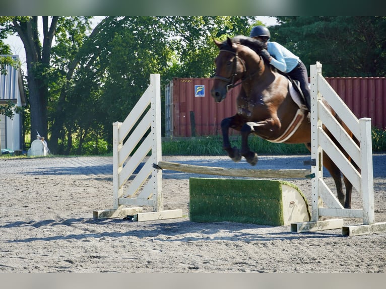 Weitere Warmblüter Wallach 5 Jahre 168 cm Rotbrauner in Tuscarora