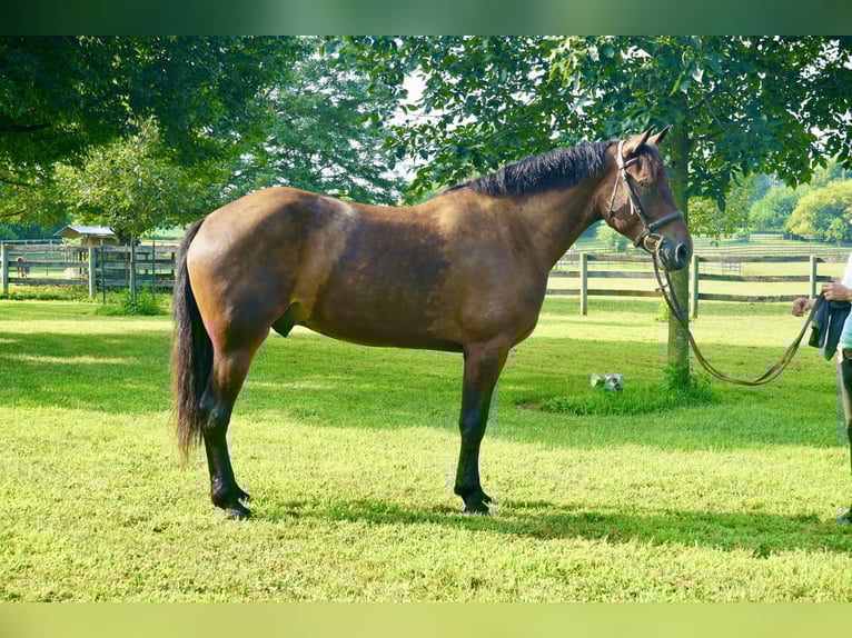 Weitere Warmblüter Wallach 5 Jahre 168 cm Rotbrauner in Tuscarora