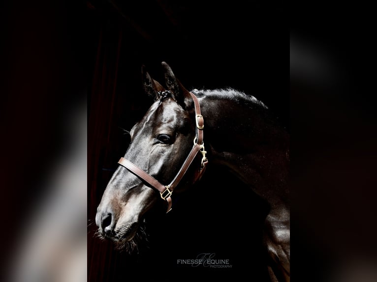 Weitere Warmblüter Wallach 5 Jahre 168 cm Rotbrauner in Lebanon NJ