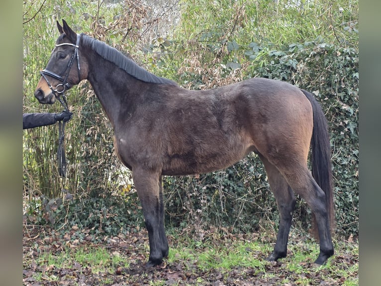 Weitere Warmblüter Wallach 5 Jahre 168 cm Schwarzbrauner in Wachtendonk