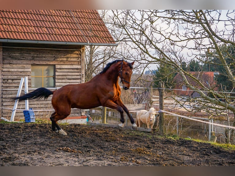 Weitere Warmblüter Wallach 5 Jahre 170 cm Brauner in Stubenberg am See