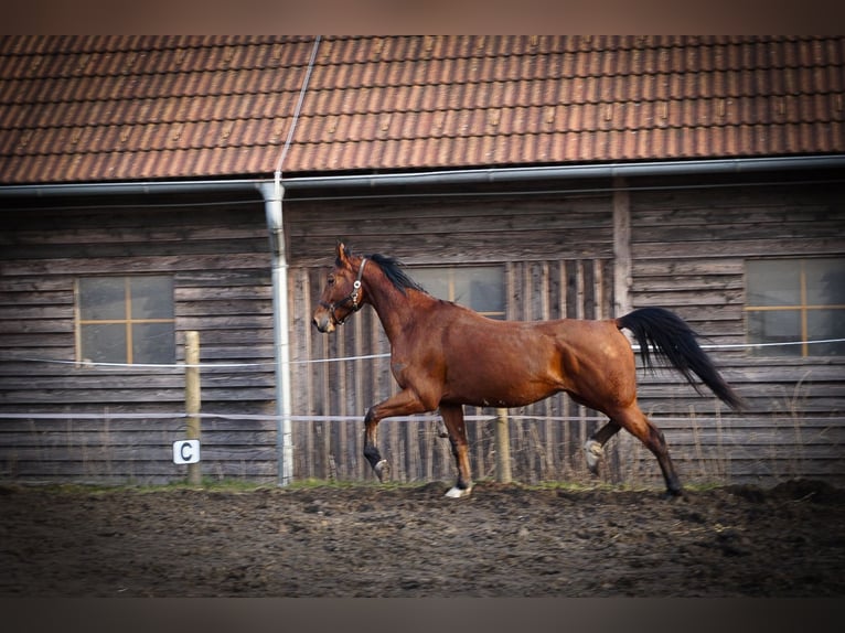 Weitere Warmblüter Wallach 5 Jahre 170 cm Brauner in Stubenberg am See