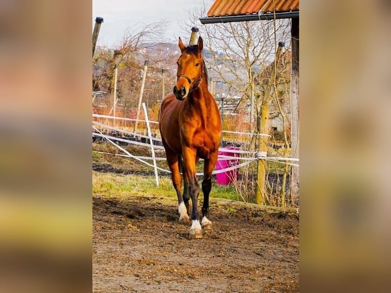 Weitere Warmblüter Wallach 5 Jahre 170 cm Brauner in Stubenberg am See