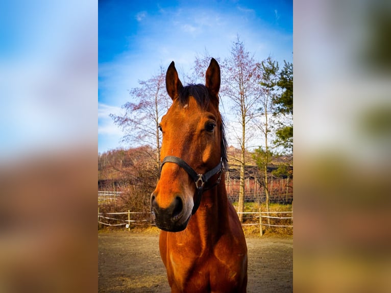 Weitere Warmblüter Wallach 5 Jahre 170 cm Brauner in Stubenberg am See