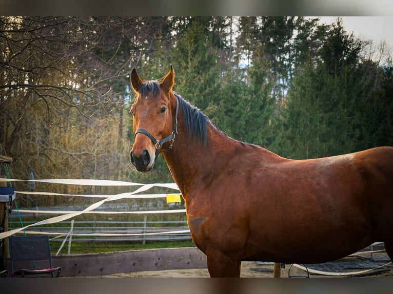 Weitere Warmblüter Wallach 5 Jahre 170 cm Brauner in Stubenberg am See