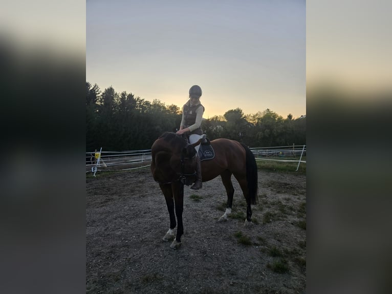 Weitere Warmblüter Wallach 5 Jahre 170 cm Brauner in Stubenberg am See