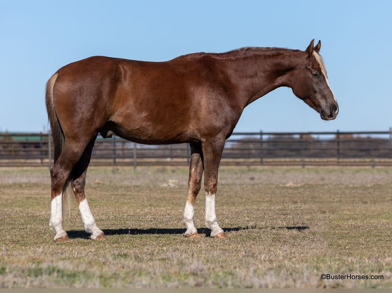 Weitere Warmblüter Wallach 5 Jahre 170 cm Dunkelfuchs in Weatherford TX