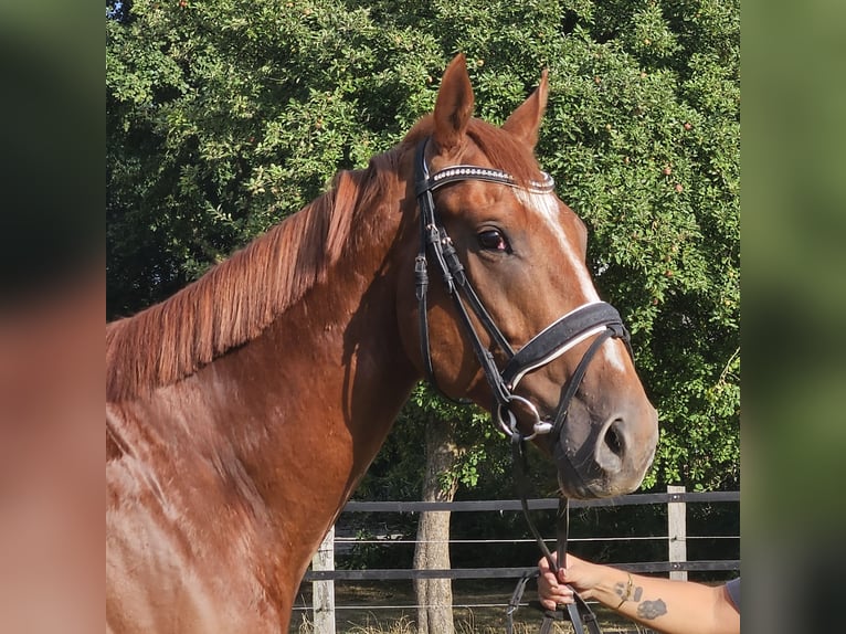 Weitere Warmblüter Wallach 5 Jahre 170 cm Fuchs in Wachtendonk
