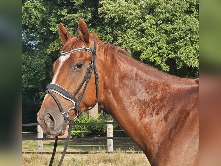 Weitere Warmblüter Wallach 5 Jahre 170 cm Fuchs in Wachtendonk