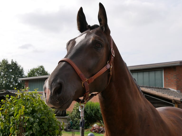 Weitere Warmblüter Wallach 5 Jahre 171 cm  in Dorsten
