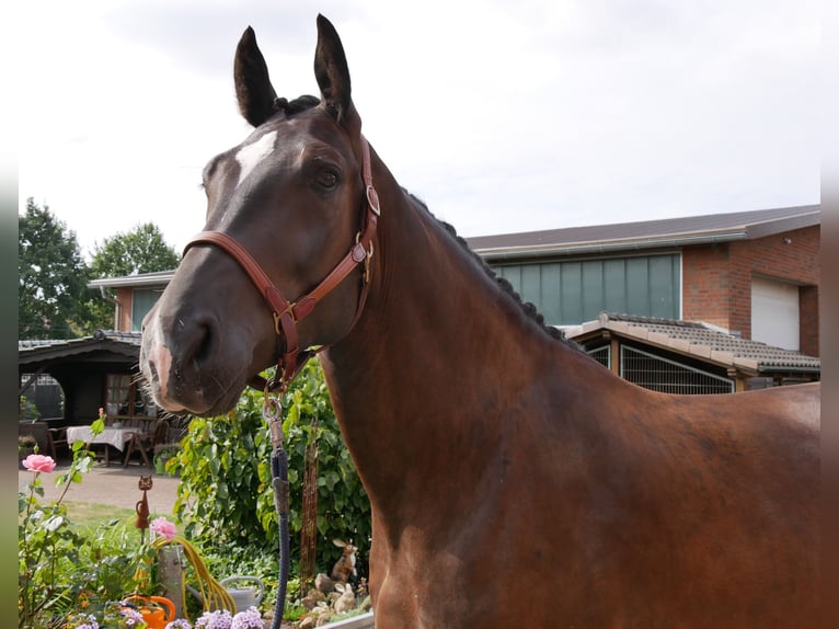 Weitere Warmblüter Wallach 5 Jahre 171 cm  in Dorsten