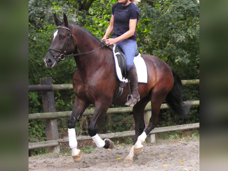 Weitere Warmblüter Wallach 5 Jahre 171 cm  in Dorsten