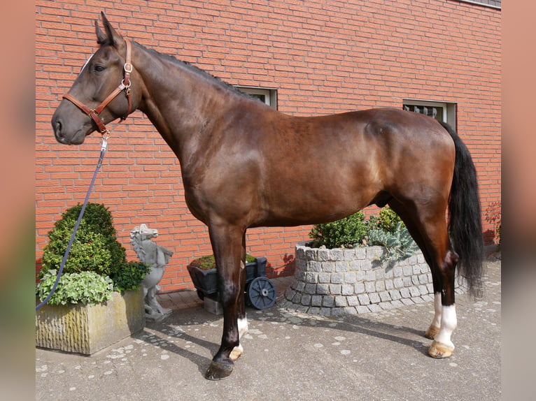 Weitere Warmblüter Wallach 5 Jahre 171 cm  in Dorsten