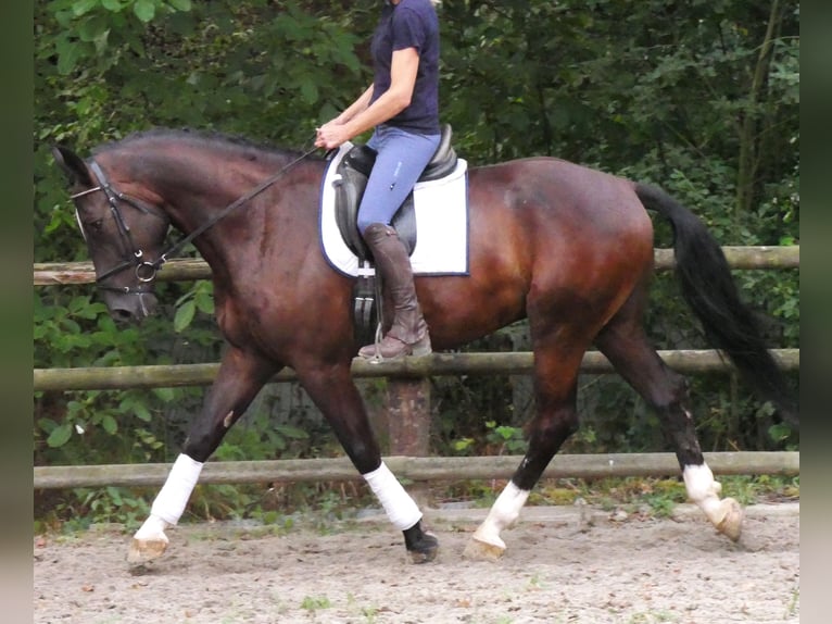 Weitere Warmblüter Wallach 5 Jahre 171 cm  in Dorsten