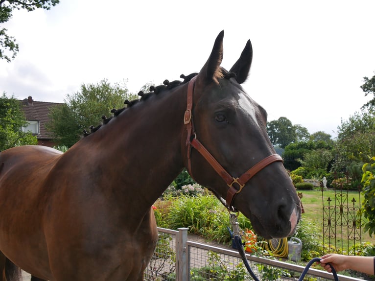 Weitere Warmblüter Wallach 5 Jahre 171 cm  in Dorsten