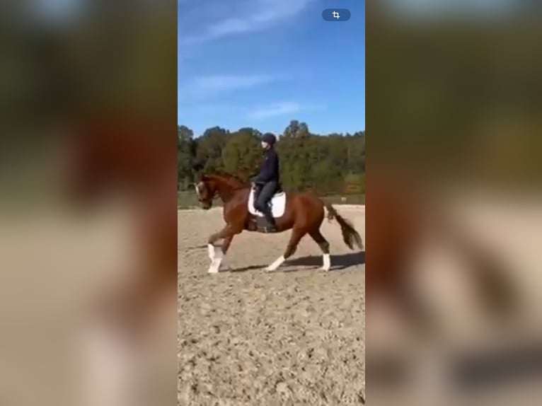 Weitere Warmblüter Wallach 5 Jahre 172 cm Fuchs in Telgte