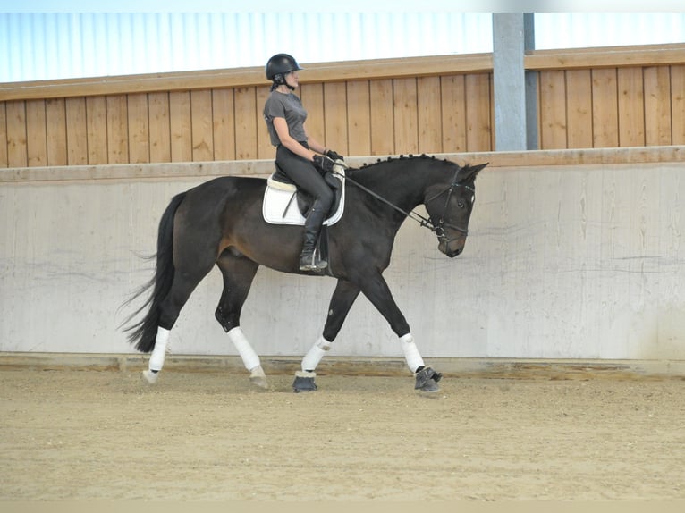 Weitere Warmblüter Wallach 5 Jahre 172 cm Schwarzbrauner in Wellheim