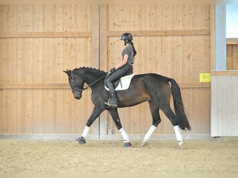 Weitere Warmblüter Wallach 5 Jahre 172 cm Schwarzbrauner in Wellheim