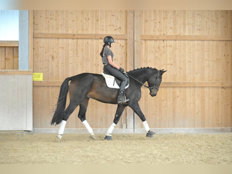 Weitere Warmblüter Wallach 5 Jahre 172 cm Schwarzbrauner in Wellheim