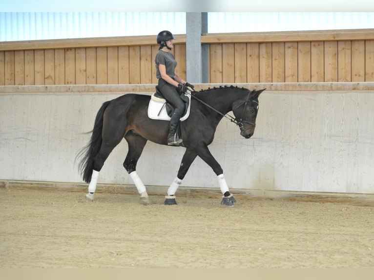 Weitere Warmblüter Wallach 5 Jahre 172 cm Schwarzbrauner in Wellheim
