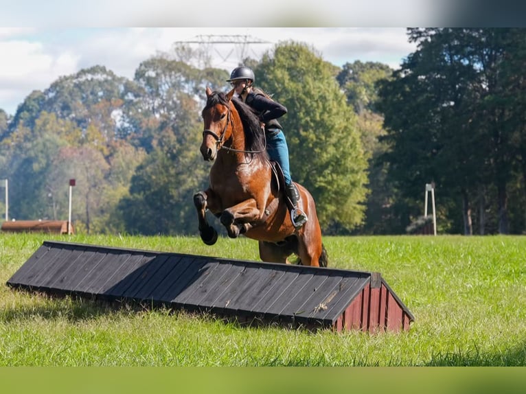 Weitere Warmblüter Mix Wallach 5 Jahre 175 cm Rotbrauner in Clover Weitere Warmblüter Mix Wallach 5 Jahre 175 cm Rotbrauner in Clover