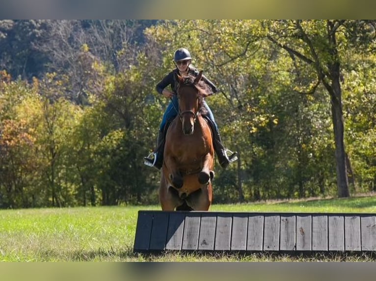Weitere Warmblüter Mix Wallach 5 Jahre 175 cm Rotbrauner in Clover Weitere Warmblüter Mix Wallach 5 Jahre 175 cm Rotbrauner in Clover