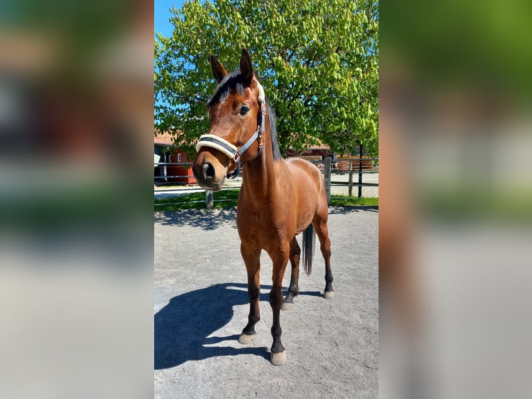Weitere Warmblüter Wallach 5 Jahre Brauner in Reutte