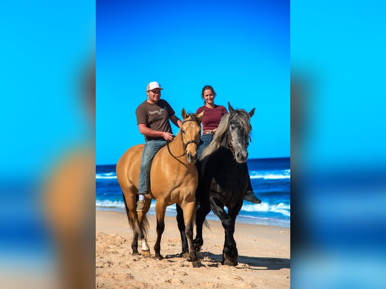 Weitere Warmblüter Mix Wallach 5 Jahre Falbe in Ocala