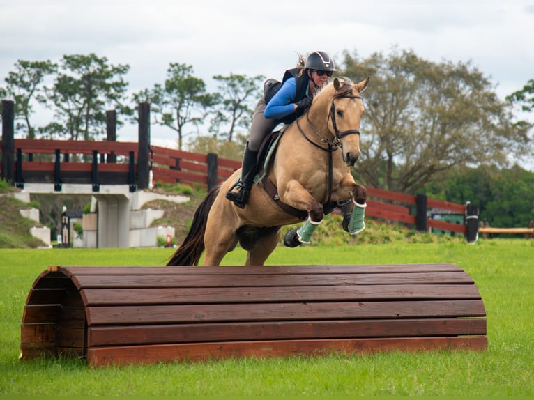 Weitere Warmblüter Mix Wallach 5 Jahre Falbe in Ocala