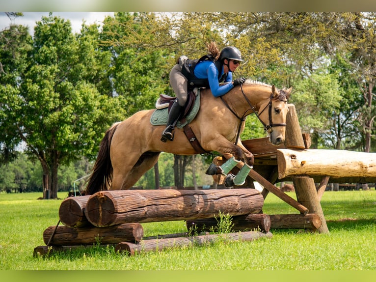 Weitere Warmblüter Mix Wallach 5 Jahre Falbe in Ocala