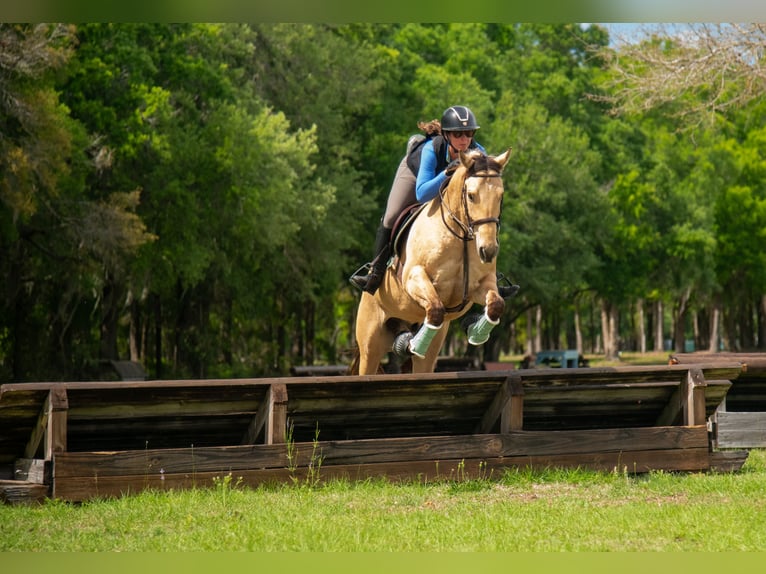 Weitere Warmblüter Mix Wallach 5 Jahre Falbe in Ocala