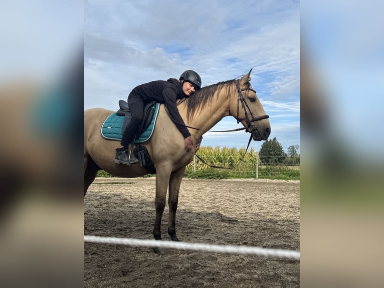Weitere Warmblüter Wallach 5 Jahre  in Pocking