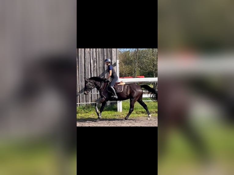 Weitere Warmblüter Wallach 5 Jahre Rappe in Haapsalu