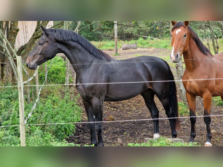 Weitere Warmblüter Wallach 5 Jahre Rappe in Haapsalu