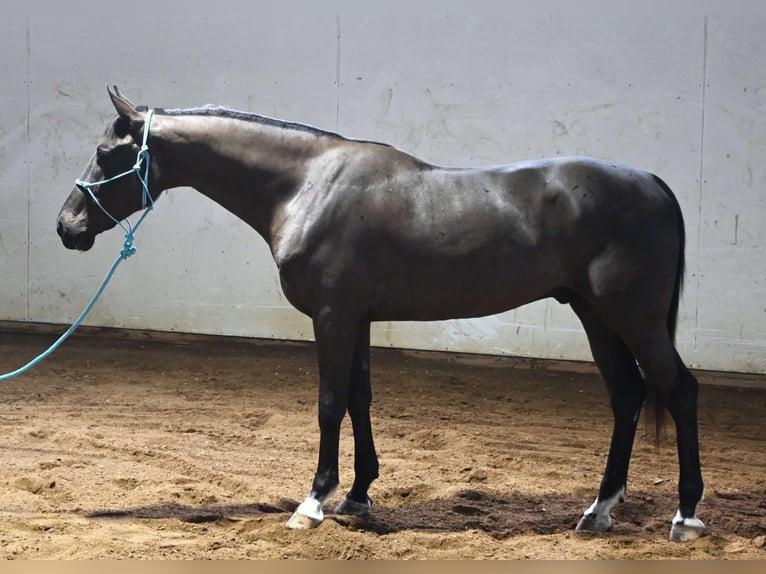 Weitere Warmblüter Wallach 5 Jahre Rappe in Sturgis MI