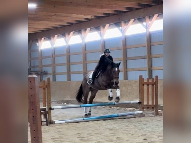 Weitere Warmblüter Wallach 5 Jahre Roan-Bay in Howell Mi