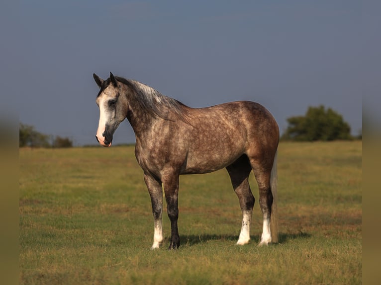 Weitere Warmblüter Wallach 5 Jahre Schimmel in Mount Vernon