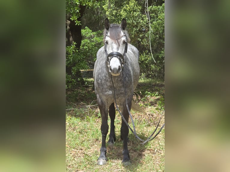 Weitere Warmblüter Mix Wallach 5 Jahre Schimmel in Weirsdale