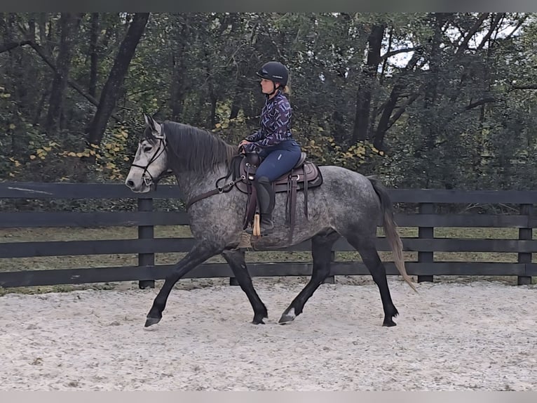 Weitere Warmblüter Mix Wallach 5 Jahre Schimmel in Weirsdale