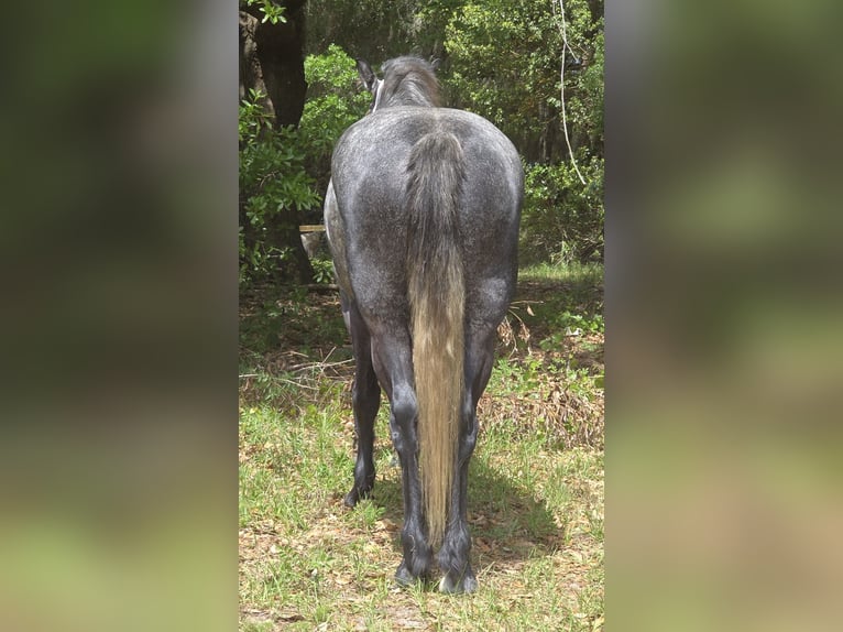 Weitere Warmblüter Mix Wallach 5 Jahre Schimmel in Weirsdale